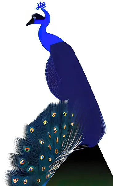 Close Peacock Feathers Nature — Stok Vektör