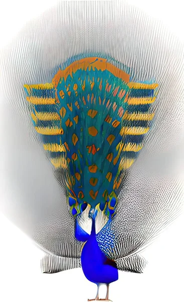 Close Peacock Feathers Nature — Wektor stockowy