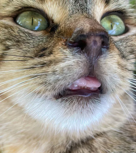 Κοντινό Πλάνο Ενός Πορτραίτου Γάτας Tabby — Φωτογραφία Αρχείου