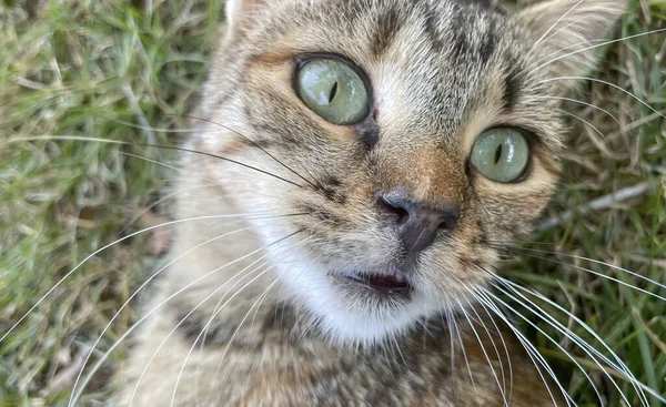 Close Tabby Cat Portrait — 스톡 사진