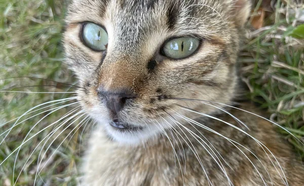 Close Tabby Cat Portrait — Stok fotoğraf