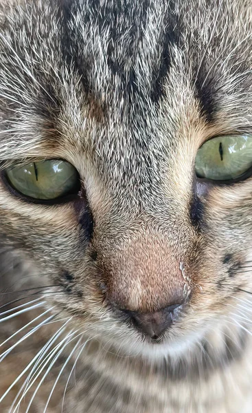 Close Tabby Cat Portrait — Stockfoto