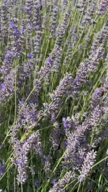 Lavandula with common name lavender is a genus of 47 known species of flowering plants in the mint family, Lamiaceae.