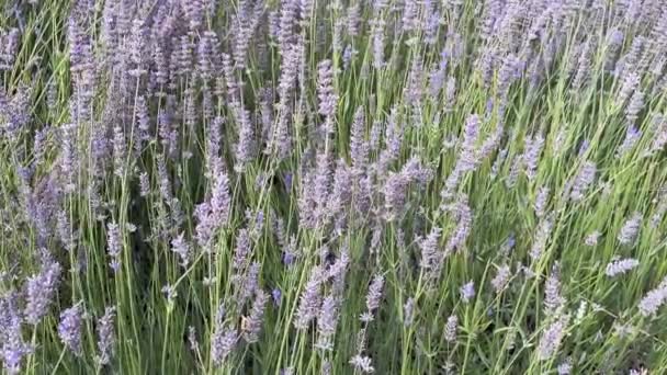 Lavandula Common Name Lavender Genus Known Species Flowering Plants Mint — 图库视频影像