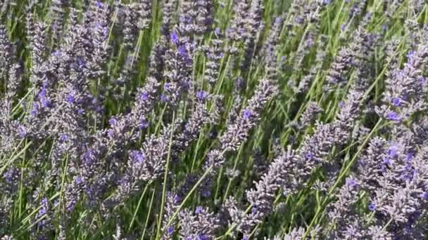 Lavandula Common Name Lavender Genus Known Species Flowering Plants Mint — 비디오