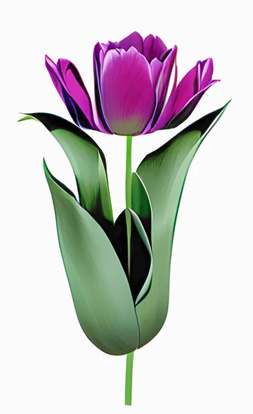 Фиолетовые Тюльпаны Белом Фоне — стоковый вектор
