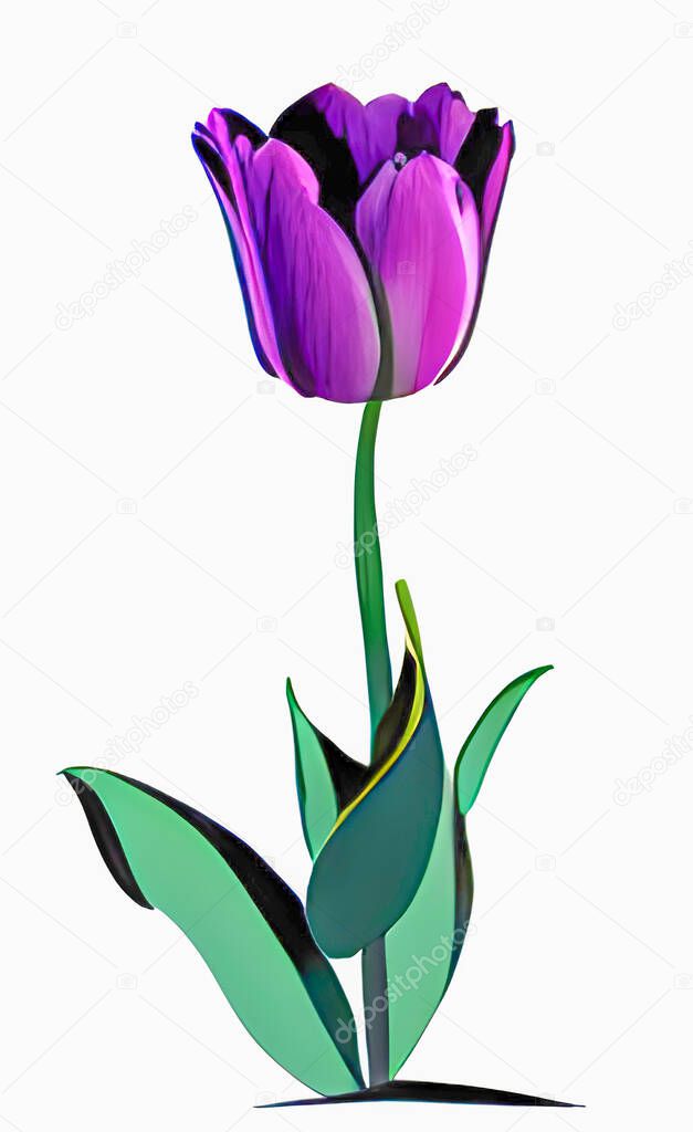 purple tulips on white background