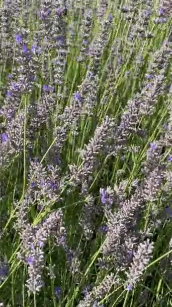 Lavandula Common Name Lavender Genus Known Species Flowering Plants Mint — Vídeo de Stock
