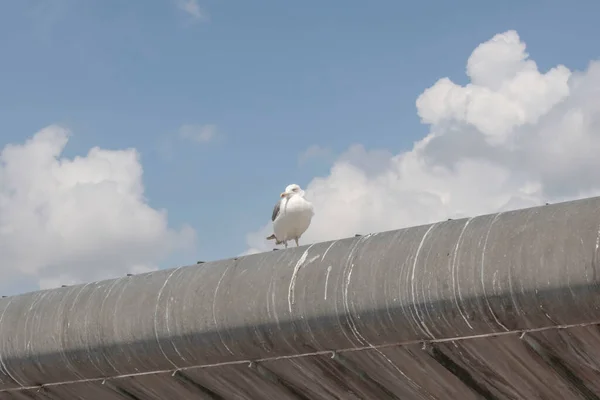 Seagull Roof Nature — Foto de Stock