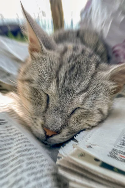 cat sleeping on newspaper with blur effect