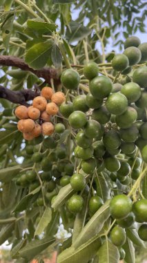 doğada sabun ağacı ve yeşil yaprakları kapatın.