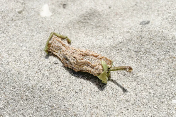 Rotten Apple Sand — Fotografia de Stock