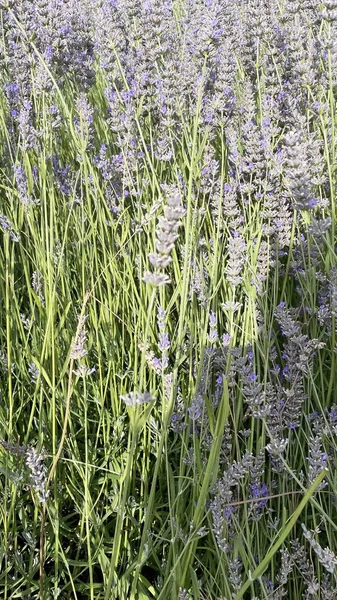 Lavandula Common Name Lavender Genus Known Species Flowering Plants Mint — ストック写真