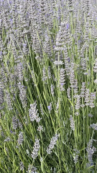 Lavandula Common Name Lavender Genus Known Species Flowering Plants Mint — Stockfoto