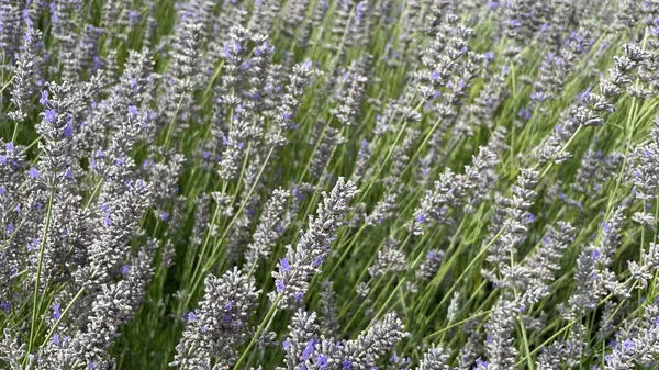 Lavandula Common Name Lavender Genus Known Species Flowering Plants Mint — Stockfoto