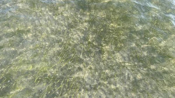 clear sea and seaweeds in summer