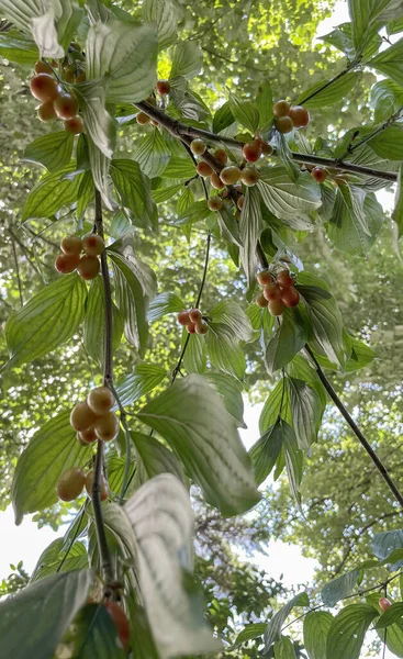Cranberry Tree Its Ripe Berries — 스톡 사진