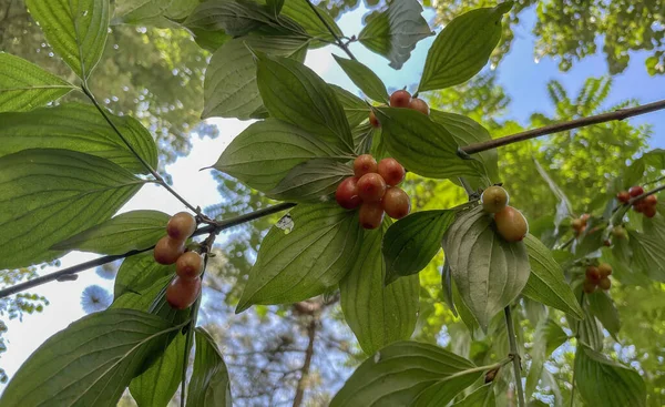 Cranberry Tree Its Ripe Berries — ストック写真