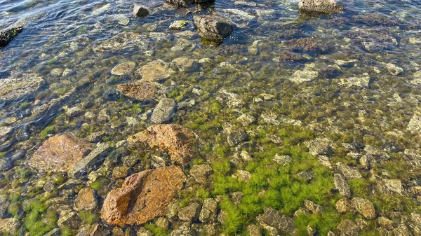 clear sea and seaweeds in summer