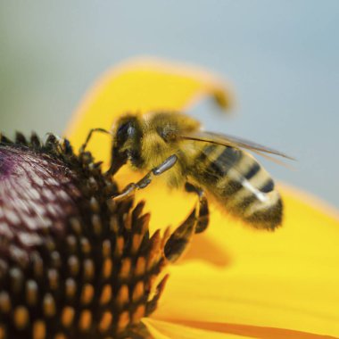 Close up bee on a flower in nature