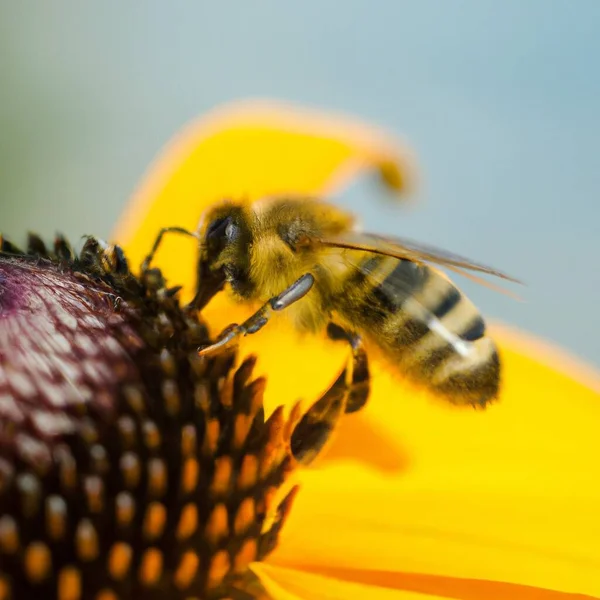 Close Bee Flower Nature — Vettoriale Stock