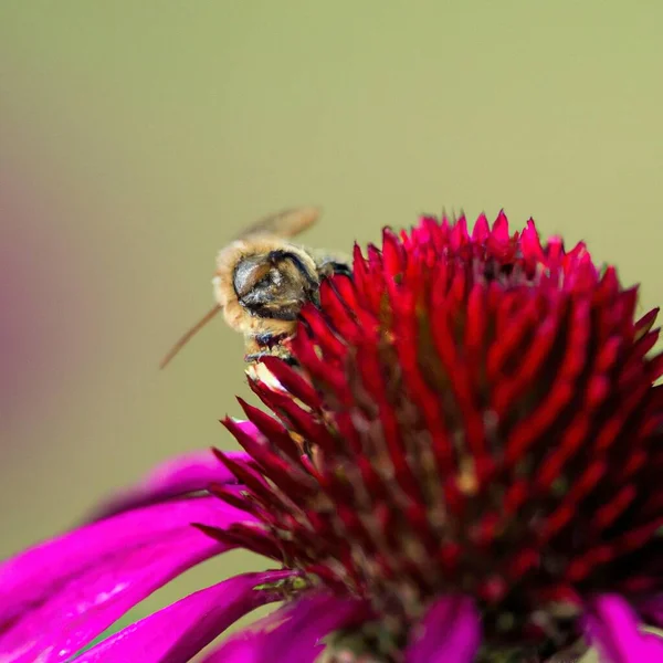 Close Bee Flower Nature — Vetor de Stock