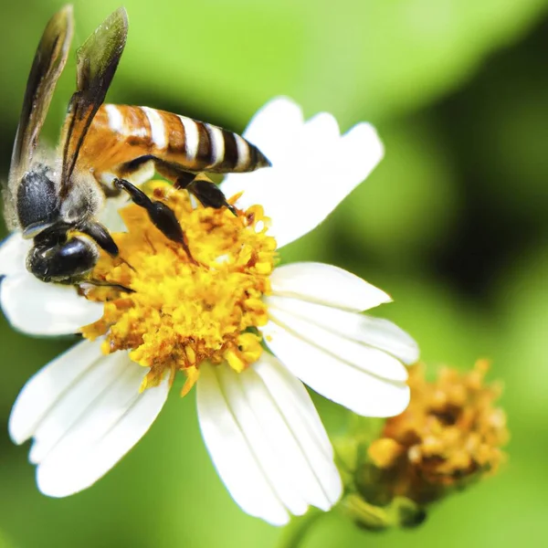 Close Bee Flower Nature — Stock vektor