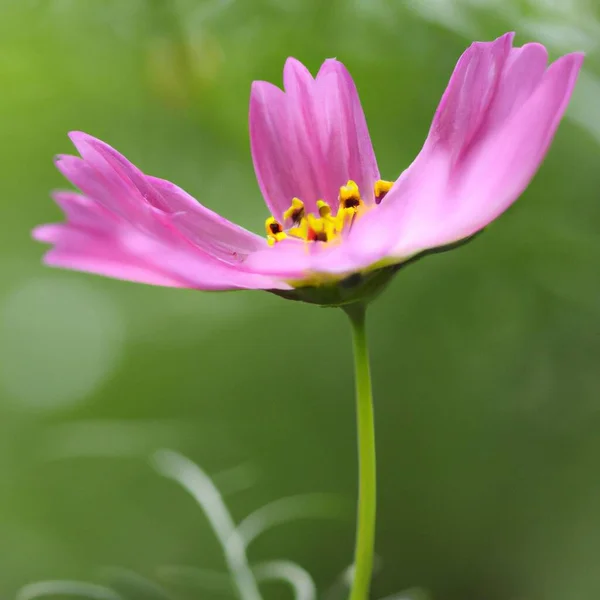 Close Purple Flower Nature — Vetor de Stock