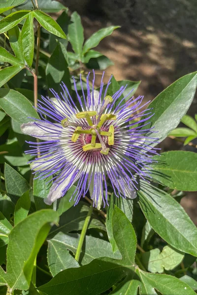 Passiflora, known also as the passion flowers or passion vines, is a genus of about 550 species of flowering plants, the type genus of the family Passifloraceae.