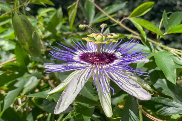 Passiflora, known also as the passion flowers or passion vines, is a genus of about 550 species of flowering plants, the type genus of the family Passifloraceae.