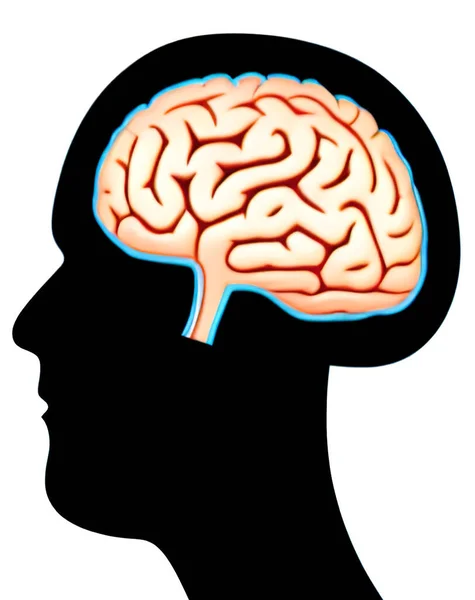Ludzka Głowa Mózgiem Dla Nauki — Wektor stockowy