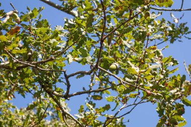 Doğada meşe ağacı ve meşe cevizi.