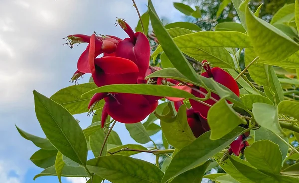 Erythrina Crista Galli Oft Als Spornkoralle Bekannt Ist Ein Blühender — Stockvektor