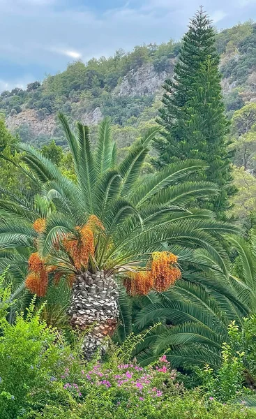 Palmera Datilera Frutas Maduras Naturaleza Verde — Vector de stock