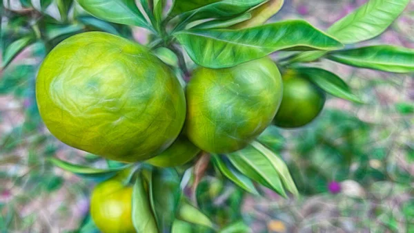 Mandarinky Syrové Zelené Mandarinky Ovoce Podzimní Sezóně — Stock fotografie
