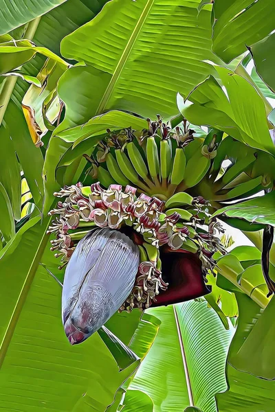 banana tree and raw green banana fruits in autumn season
