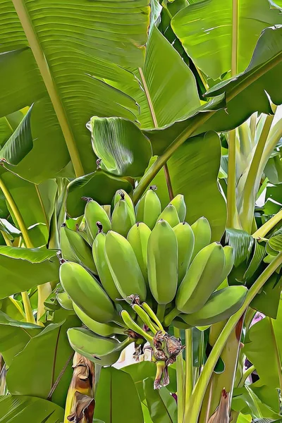 Банановое Дерево Сырые Зеленые Банановые Фрукты Осенний Сезон — стоковое фото