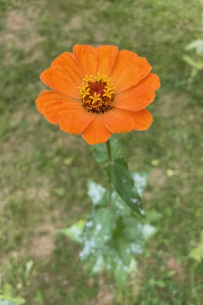 Zinnia Genus Plants Tribe Heliantheae Family Asteraceae — Stock Photo, Image