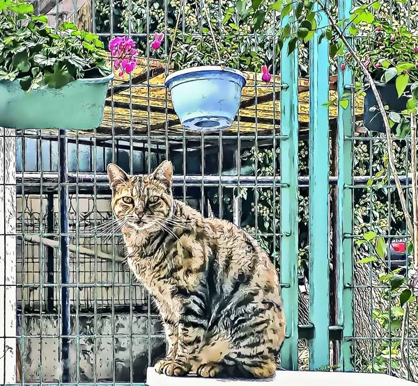 Siedzący Kot Ogrodzie — Zdjęcie stockowe