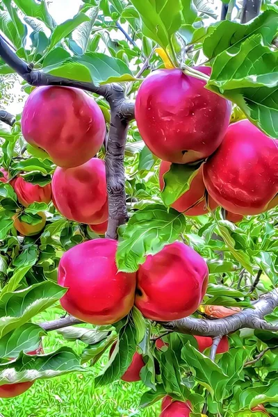 Pommes Sur Arbre Brenches Avec Feuilles Vertes — Photo