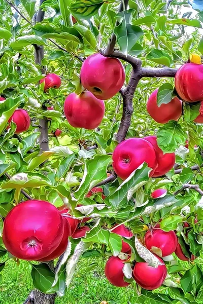 Äpfel Auf Einem Baum Brench Mit Grünen Blättern — Stockfoto