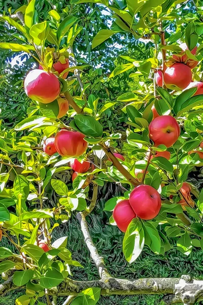 Elmalar Yeşil Yapraklı Ağaç Brançlarında — Stok fotoğraf