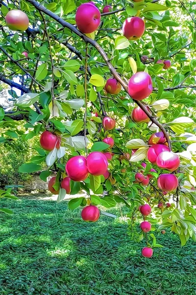 Elmalar Yeşil Yapraklı Ağaç Brançlarında — Stok Vektör
