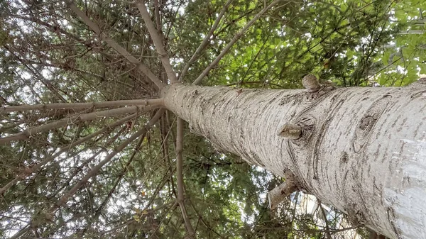 Stamm Eines Baumes Mit Ästen Und Grünen Blättern — Stockfoto