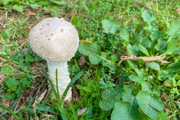 Champignon Bouton Sauvage Dans Nature — Photo