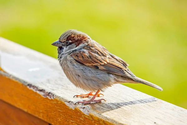 Tiny Sparrow Wooden Railing — Stock Photo, Image