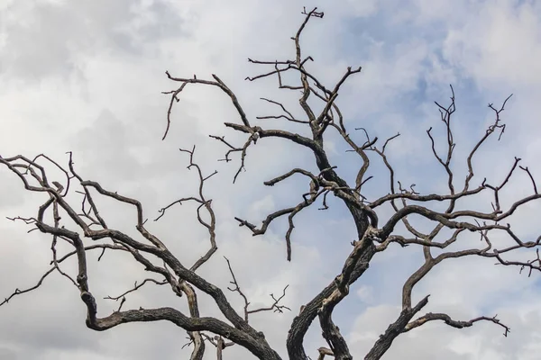 Heldere Lucht Bladloze Boom Winter — Stockfoto