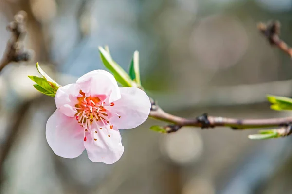 Lenteseizoen Lentebloemen Bloeien Natuur — Stockfoto