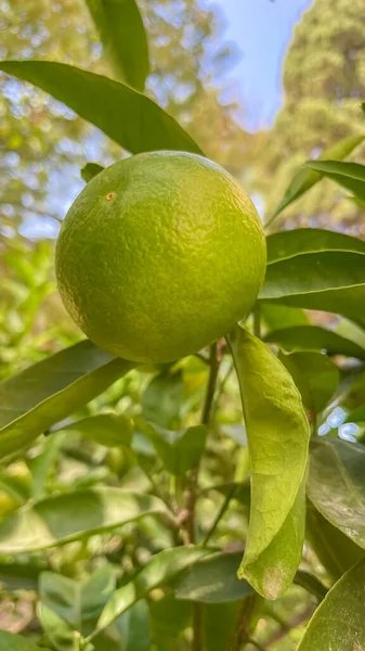 Βιολογική Γεωργία Μανταρίνι Πράσινα Φύλλα Και Πράσινα Φρούτα — Φωτογραφία Αρχείου
