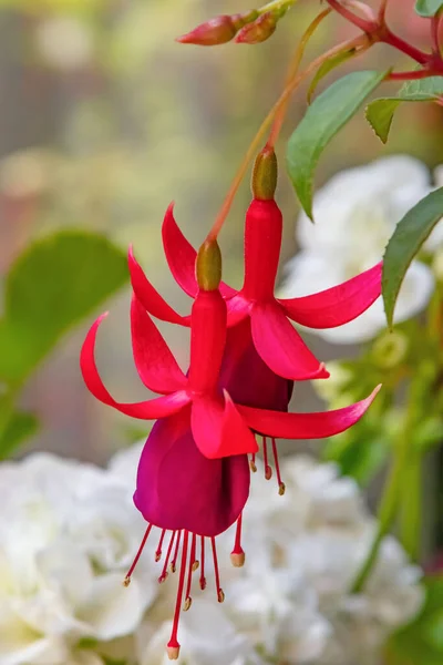 Close Fuchsia Magellanica Fiori Natura — Foto Stock